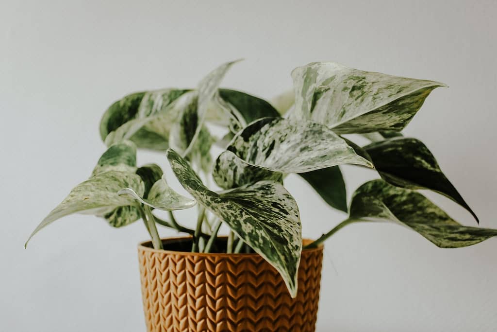 5 Plantas para Decorar Apartamentos Pequenos e Alegrar o Ambiente 5 enq7lryw uu 5 Plantas para Decorar Apartamentos Pequenos e Alegrar o Ambiente
