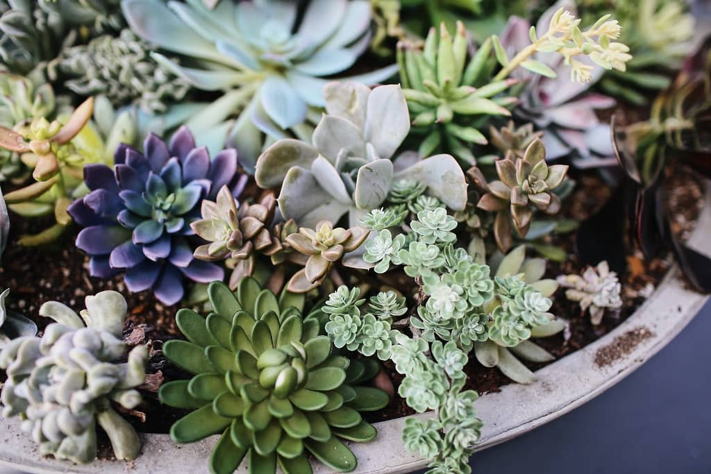 5 Plantas para Decorar Apartamentos Pequenos e Alegrar o Ambiente 6 succulent plants on pot