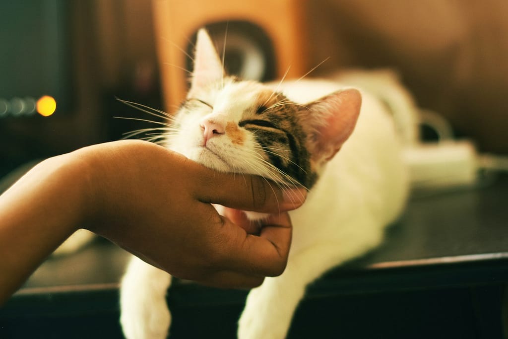 Entendendo as Diferenças: Pet Care, Pet Place e Espaço Pet 4 fotografia com foco raso de gato branco e marrom