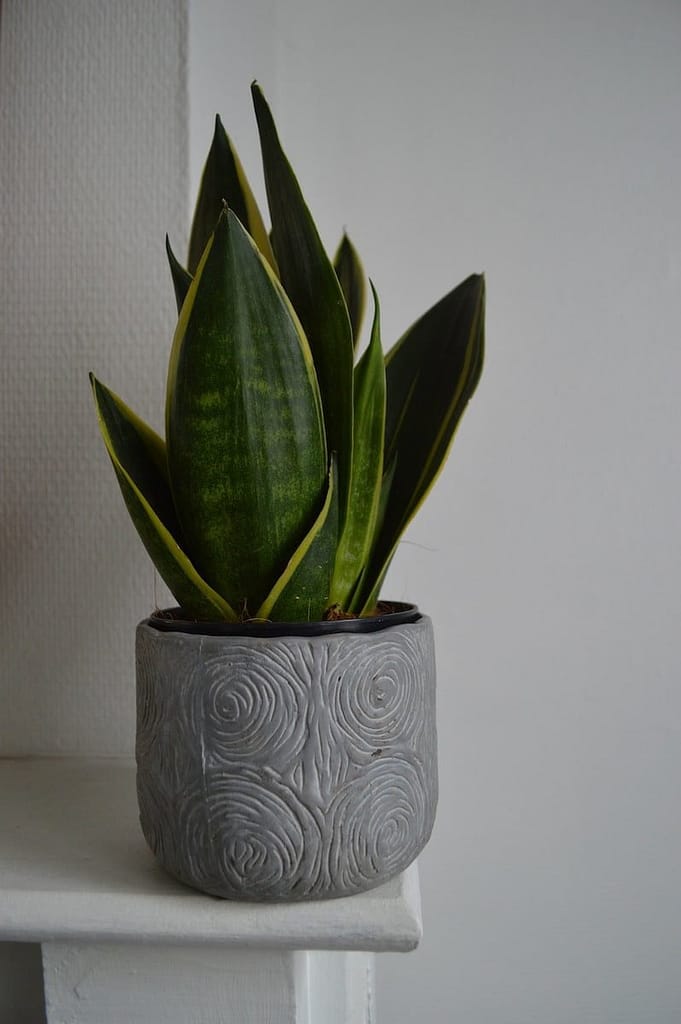 5 Plantas para Decorar Apartamentos Pequenos e Alegrar o Ambiente 3 45rnruazvmw 5 Plantas para Decorar Apartamentos Pequenos e Alegrar o Ambiente