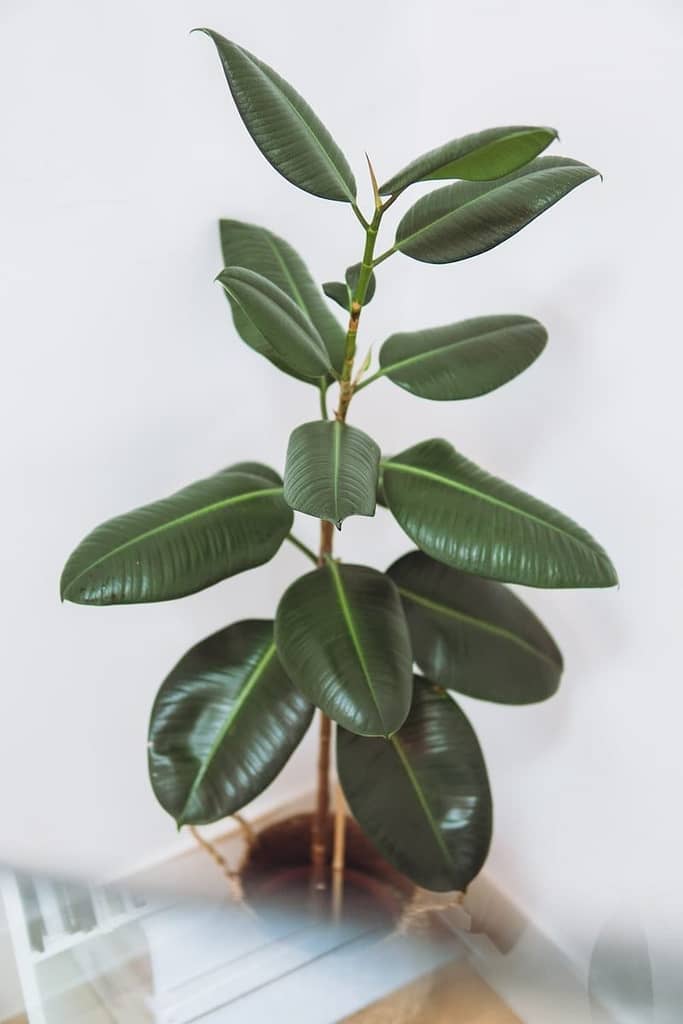 5 Plantas para Decorar Apartamentos Pequenos e Alegrar o Ambiente 4 Ficus Elastica