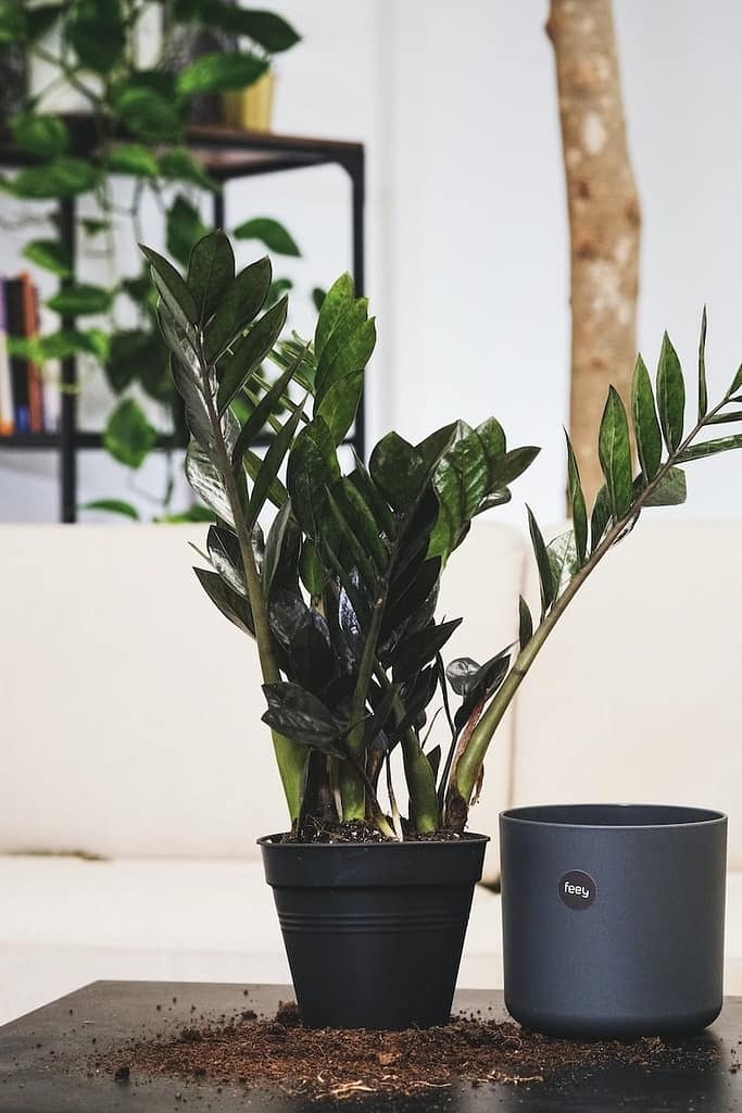 5 Plantas Fáceis de Cuidar para Decorar seu Apartamento Pequeno, Zamioculcas Zamiifolia