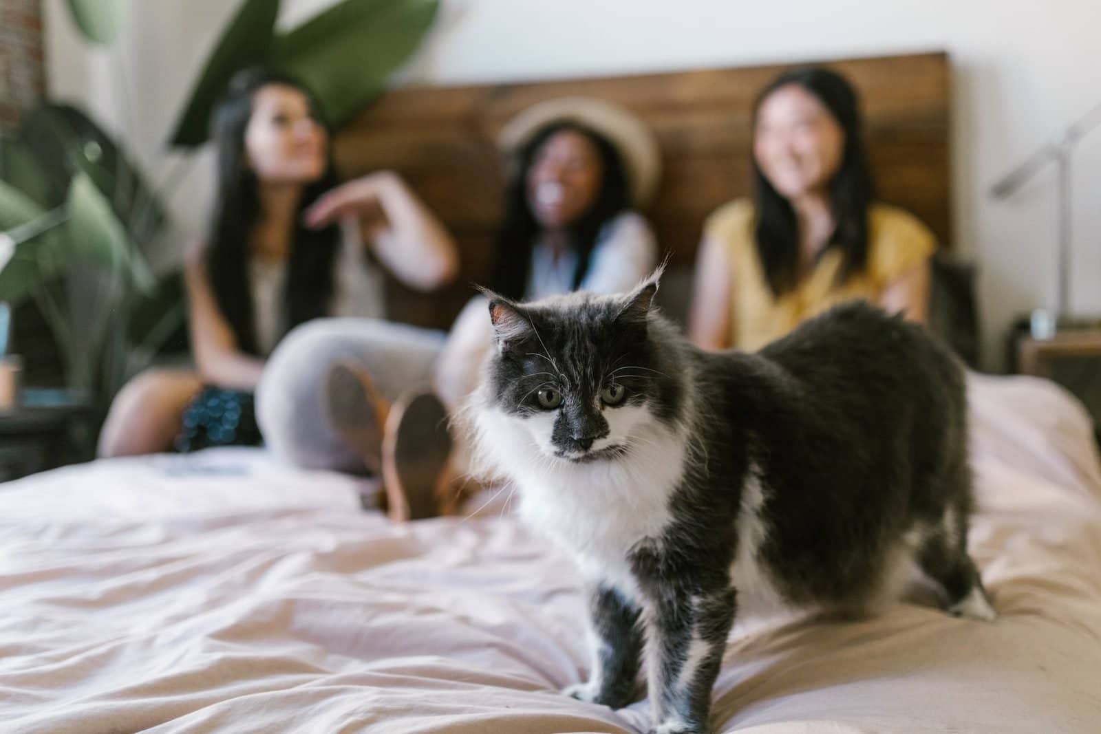 A Black and White Long Coated Cat on Bed